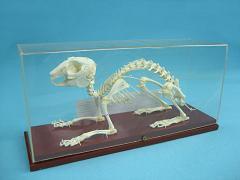 Демонстрационная модель "Скелет кролика"