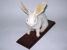 Чучело "Кролик"