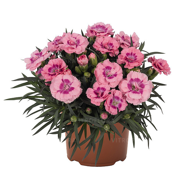 Гвоздика Sprint Pink Shades/ подрощенное растение, фото 1