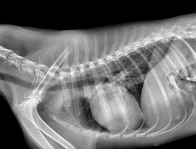 Ветеринарный рентген Vigor, фото 2