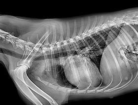 Ветеринарный рентген Vigor, фото 3