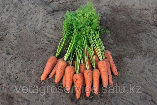 Морковь КАРИНИ 50 гр Bejo Zaden - фото 1 - id-p104024222