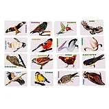 Развивающая игра: Птицы | Рыжий Кот, фото 3