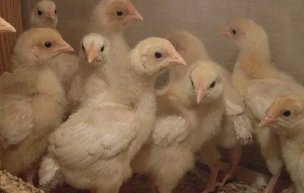 месячные цыплята. месячные цыплята. цыплята ломан браун. цыплята гриз бар 1 месяц. месячные цыплята.