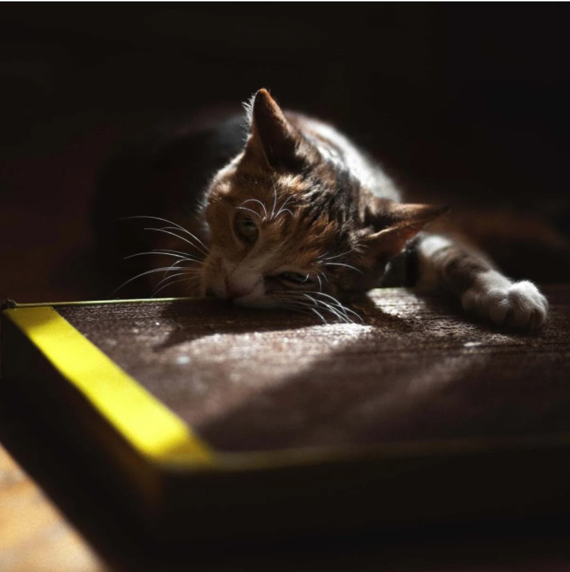 Домашняя когтеточка-лежанка для кошек / Когтеточка для кошек , 50 x 24 см (когтедралка) - фото 2 - id-p104415476