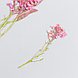 Сухоцвет "Луговой цветок" фуксия  h=5-8 см, фото 2