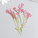 Сухоцвет "Луговой цветок" фуксия  h=5-8 см, фото 3