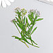 Сухоцвет "Луговой цветок" сирень  h=5-8 см, фото 3