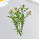 Сухоцвет "Луговой цветок" светло-розовый  h=5-8 см, фото 3