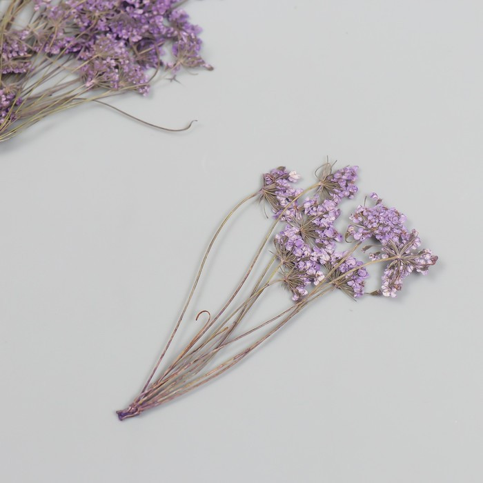 Сухоцвет "Медовая трава" фиолет h=4-6 см