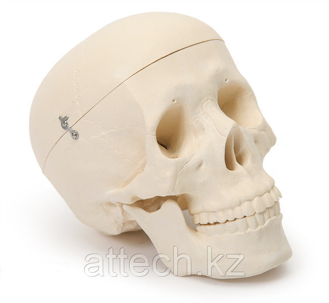 Модель черепа человека белая смонтированная