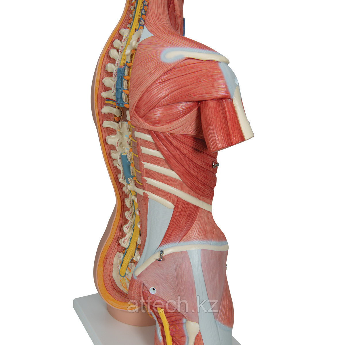 Модель мышечной системы торса человека - фото 1 - id-p104398317