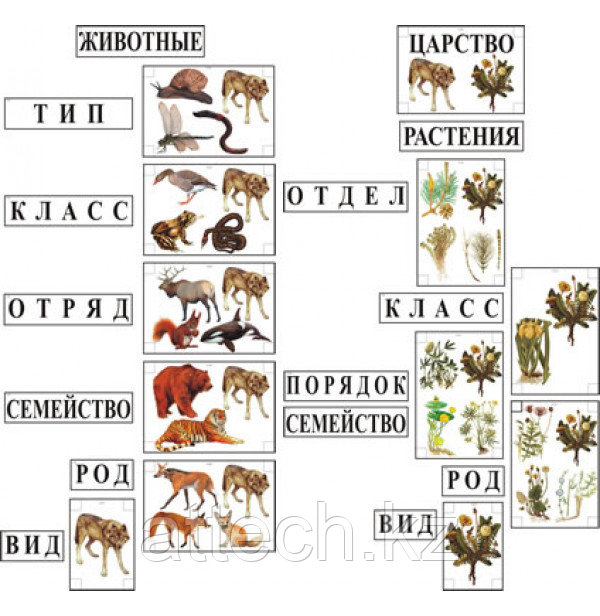 Модель-аппликация "Классификация растений и животных"