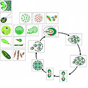Модель-аппликация "Жизненный цикл вируса"