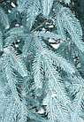 Елка искусственная литая Альпийская голубая премиум 1.8м, фото 3
