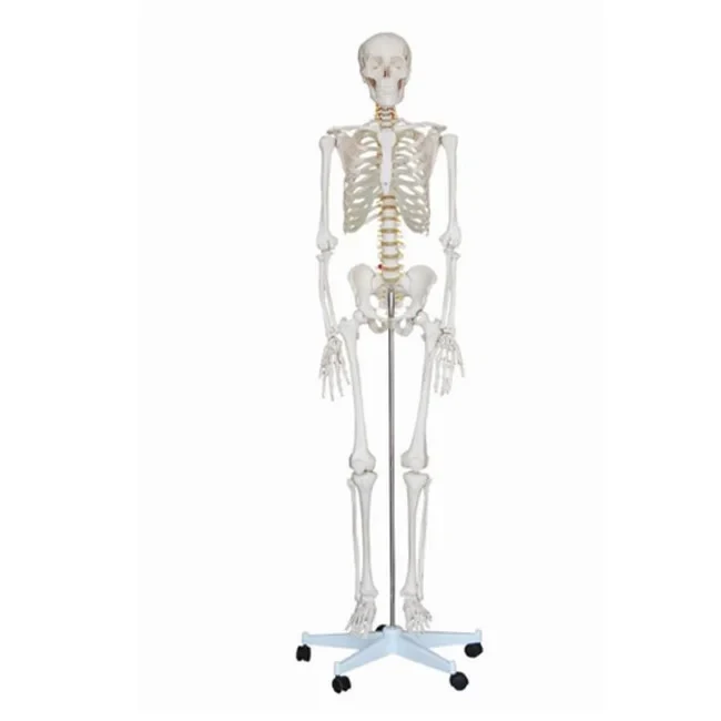 Модель "Скелета человека" - фото 1 - id-p104562148