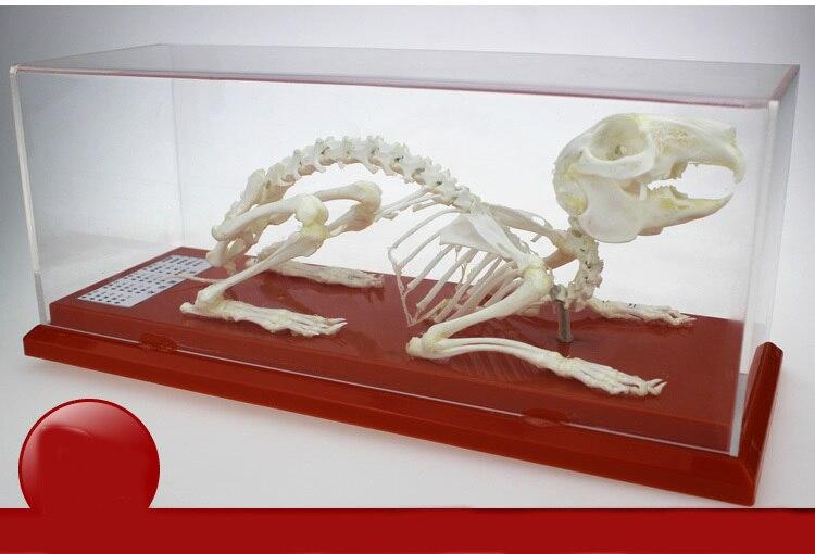 Модель "Скелета кролика " - фото 1 - id-p104562166