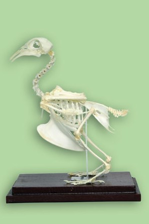 Модель "Скелет голубя" - фото 1 - id-p104562177