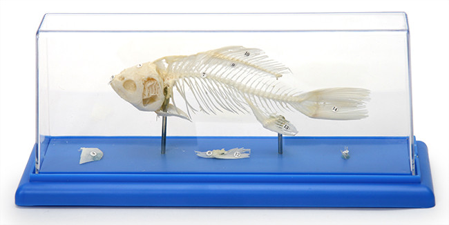 Модель "Скелет костистой рыбы" - фото 1 - id-p104562182