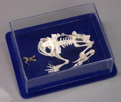 Модель "Скелета лягушки " - фото 1 - id-p104562196