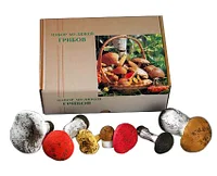 Набор муляжей грибов