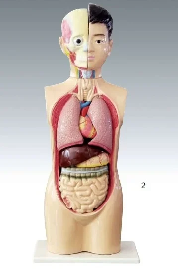 Модель торса человека разборная, 65 см - фото 1 - id-p104563867