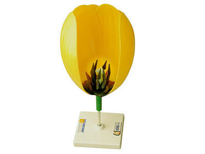Модель "Цветка тюльпана" - фото 1 - id-p104588878