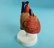 Модель Сердце - фото 1 - id-p104593542