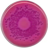 Агар глюкозный с кристалическим фиолетовым нейтральным красным и жельчю