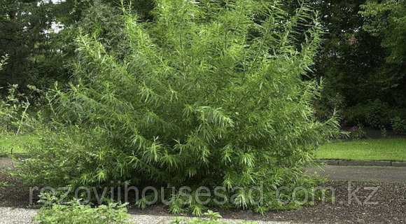 Қуық асты безін ынталандыру және оргазм туралы бейне