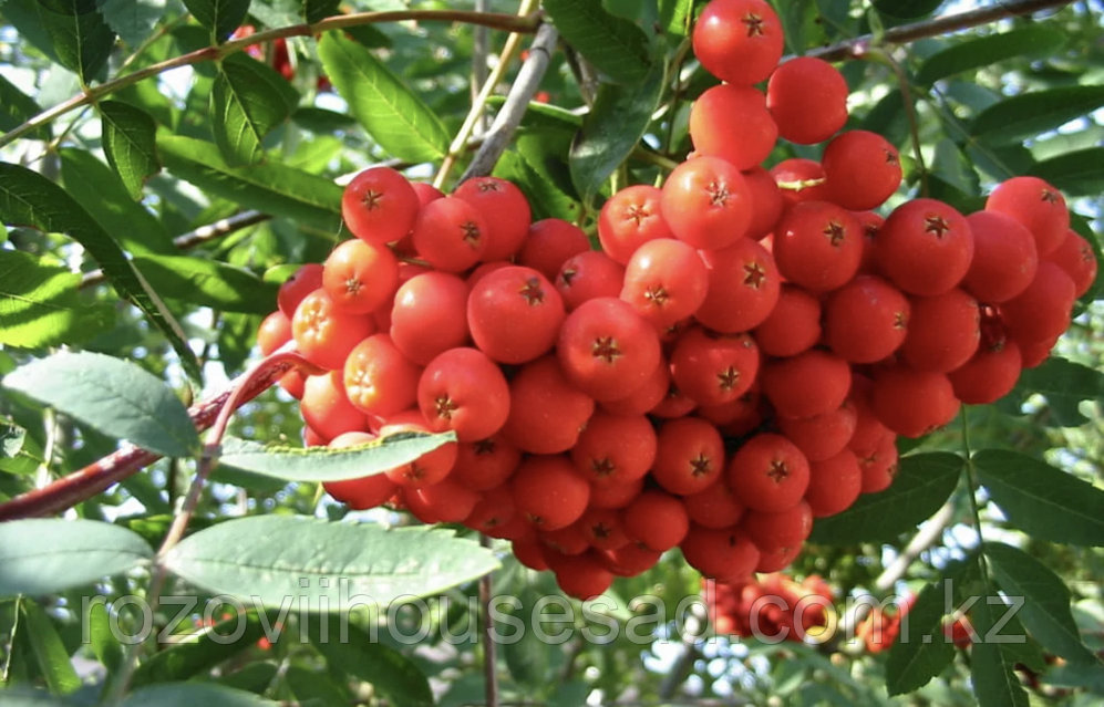 Керемет Софи Ди мен Эмма Жүректің қосылуы