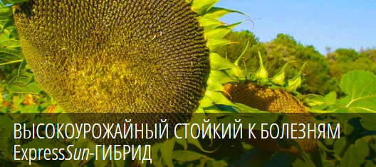 Семена Подсолнечника Pioneer Купить