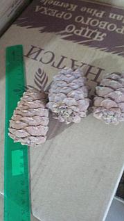 BBW және үлкен өлшемді секс Писка фотодағы үлкен мүшесі