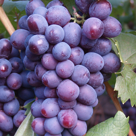 Виноград "Арамис" столовый сорт, фото 2