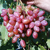 Виноград "Багровый" столовый сорт
