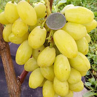 Виноград "Бананас" столовый сорт