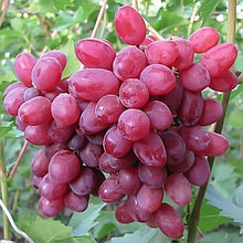Виноград "Гелиос" столовый сорт