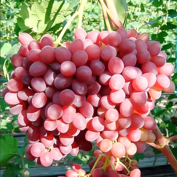 Виноград "Дашуня" столовый сорт