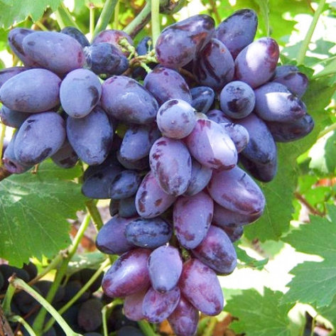 Виноград "Кармен" столовый сорт, фото 2