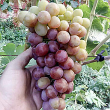 Виноград "Королек" мускатный сорт