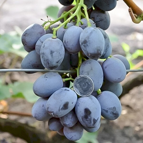Виноград "Консуэло" столовый сорт