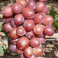Виноград "Прима" столовый сорт