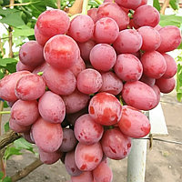 Виноград "Розмус" столовый сорт