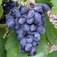 Виноград "Ромбик" столовый сорт