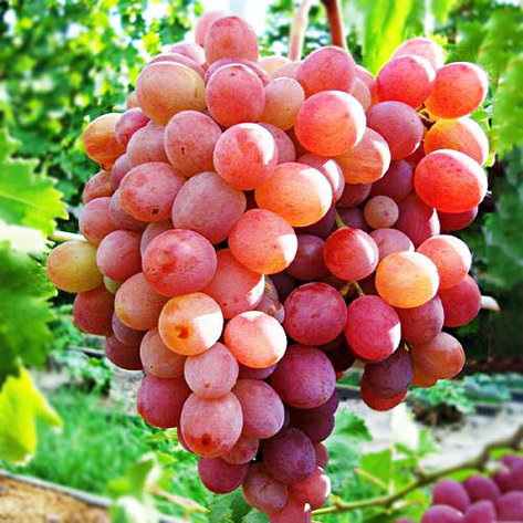 Виноград "Рубиновый Юбилей" мускатный сорт, фото 2
