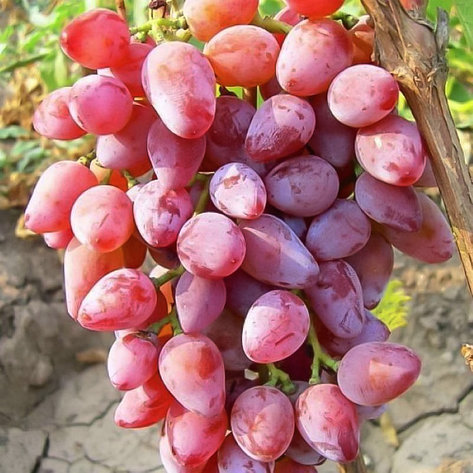 Виноград "Румба" столовый сорт, фото 2