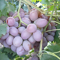 Виноград "Сохиби" столовый сорт