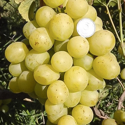 Виноград "Смарагд" мускатный сорт, фото 2