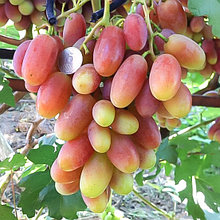 Виноград "Тропиканка" столовый сорт