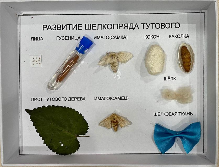 Ер адамның жыныс мүшесі